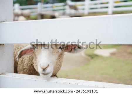 the expression on the face of a sheep at the zoo
