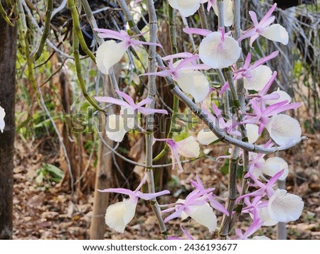 Beautiful orchids are inside the garden.