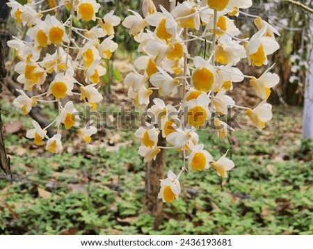 Beautiful orchids are inside the garden.