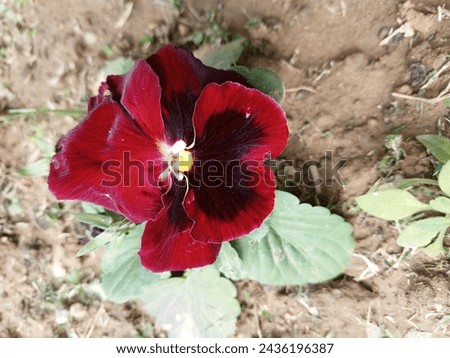 Flower in red flowerpot, Potted flower. Isolated on white background stock photo