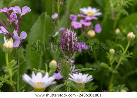 Wild white and pink clover or Trifolium plebeium growing on Mount Gilboa in Israel
