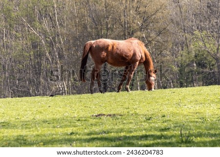 an horse in the meadow
