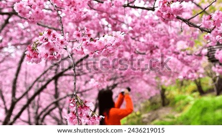 Stand under the cherry blossom trees to enjoy and take photos