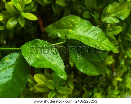 Wet leaves exposed to rainwater, water droplets on leaf surface, leaves exposed to water