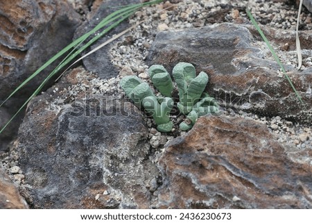 Nice small green lyhops between rocks Royalty-Free Stock Photo #2436230673