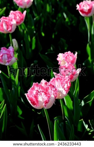 Tulip, the flower that give high saturated flower. the picture was took in Mar 24.
