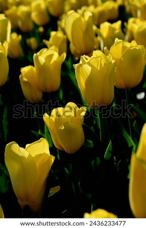 Tulip, the flower that give high saturated flower. the picture was took in Mar 24.