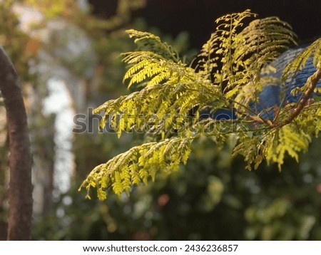 Pteridopsida is a group of ferns that includes all members with sporangium that grow from one parent epidermal cell, or known as Leptosporangiae.