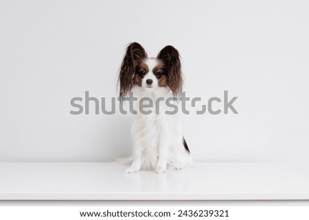 Little tricolor furry papillon dog sitting on white table