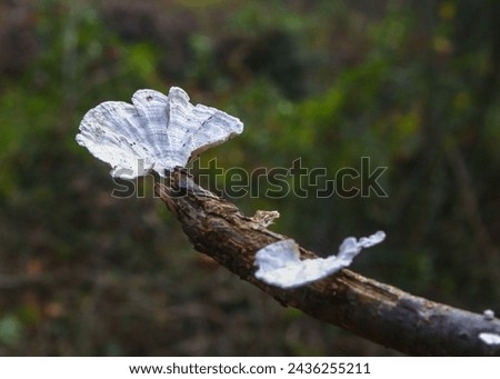 Wood saprophytic fungi on old rotting branches in a forest in the suburbs of New Jersey in the fall, USA Royalty-Free Stock Photo #2436255211