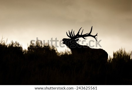 Silhouette of large bull elk stag bugling / calling in sage brush habitat, horizontal format Rocky Mountain Elk, Cervus canadensis  