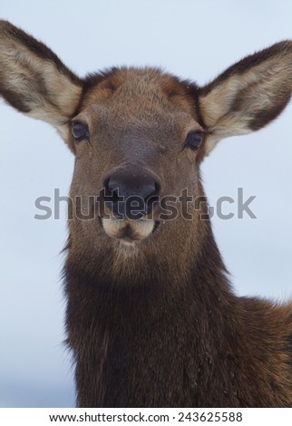Female Rocky Mountain Elk, Cervus canadensis, close up highly detailed portrait / headshot isolated against a natural background (selective focus on the eyes; nose & ears tastefully out of focus)