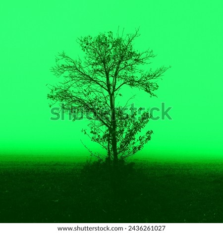Foggy landscape, lonely tree in morning mist, mystical atmosphere, autumn weather, green color