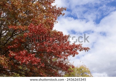 Colorful tree in the autumn woods