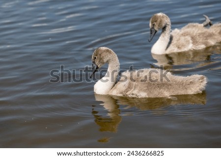 grey chicks of the white sibilant swan with grey down, young small swans with adult swans parents Royalty-Free Stock Photo #2436266825