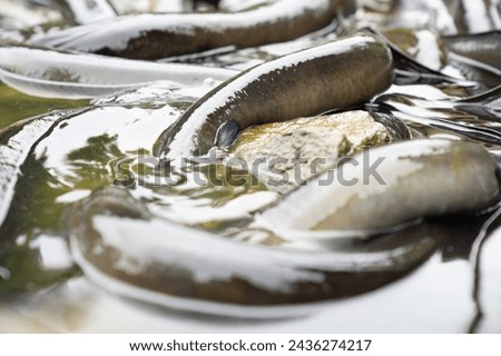 New Zealand Long fin eel gathering in stream writhing and slimy. Royalty-Free Stock Photo #2436274217