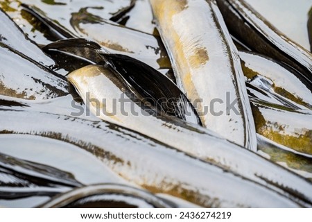 New Zealand Long fin eel gathering in stream writhing and slimy. Royalty-Free Stock Photo #2436274219