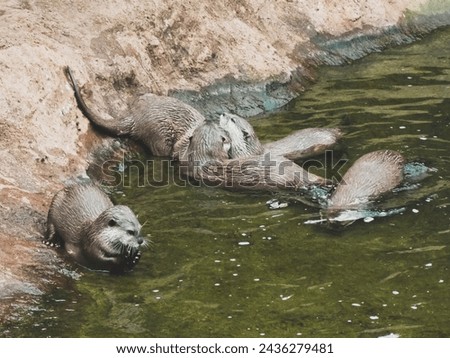 Otter family playing and swimming in the water