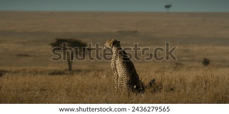 Cheetah sitting in an African savanna looking at the wide horizon with dry grass and a tree in the background