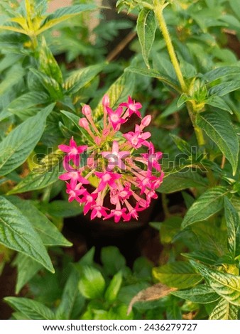 This is Night blooming jessamine flower. It is also known as Cestrum nocturnum. This is pink jessamine flower looks so beautiful.  Royalty-Free Stock Photo #2436279727