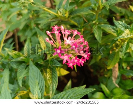 This is Night blooming jessamine flower. It is also known as Cestrum nocturnum. This is pink jessamine flower looks so beautiful.  Royalty-Free Stock Photo #2436281585