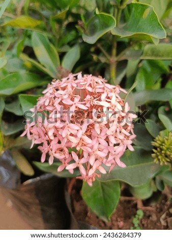This is Night blooming jessamine flower. It is also known as Cestrum nocturnum. This is pink jessamine flower looks so beautiful. This flower blooms at night. Royalty-Free Stock Photo #2436284379