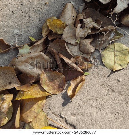 Image of brown dead leaves on brown ground with beautiful light and shadow falling