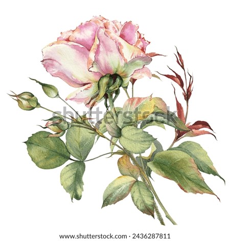 Pink rose flower. Isolated flower clip art. Botanical hand painted illustration.