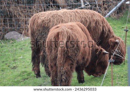Highland cattle are an ancient breed of cattle known for their long horns and shaggy coats. They originated in the Scottish Highlands and the Outer Hebrides islands of Scotland. Royalty-Free Stock Photo #2436295033