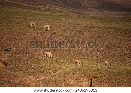Holy animal to the San People, the Eland (Taurotragus oryx) grazes freely in the Drakensberg South Africa. Royalty-Free Stock Photo #2436295311