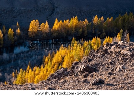 Picturesque sunset light illuminates grove of larch trees on diagonally slope. Moment of heyday of fall season in the mountains. Perfect image for wall, screen. Scenic artwork.