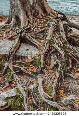 The roots of a Cedar tree on the edge of the bluff  overlooking Lake Michigan are worn through to wood from a million footsteps at the very popular Cave Point County Park, Door County, Wisconsin
