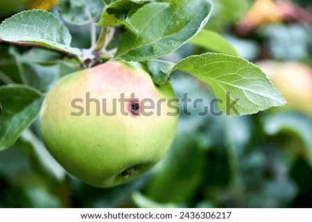 Wormy apple selective focus close up. Almost ripe apple damaged by codling moth on apple tree branch in summer. Royalty-Free Stock Photo #2436306217
