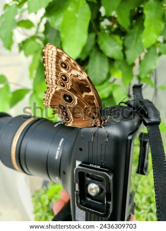 Butterfly on DSLR Camera in Botanical Garden