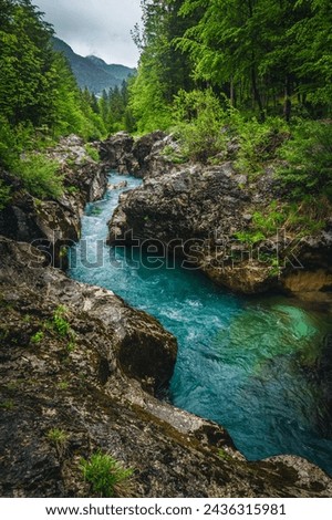 One of the most famous river in Slovenia. Great recreation place and kayaking destination. Winding Soca river in the gorge, Trenta, Slovenia, Europe Royalty-Free Stock Photo #2436315981