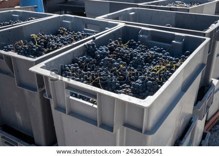 Plastic boxes with grapes, harvest works in Saint-Emilion region, Bordeaux wine making, picking with hands and crushing Merlot or Cabernet Sauvignon red wine grapes, France. Red wines of Bordeaux. Royalty-Free Stock Photo #2436320541