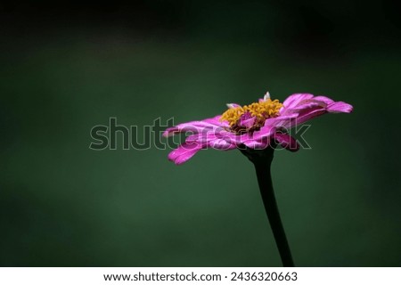 Macro Shot of a Flower Hd Wallpaper Natural Beauty Natural Photography blur background Flowers  Royalty-Free Stock Photo #2436320663