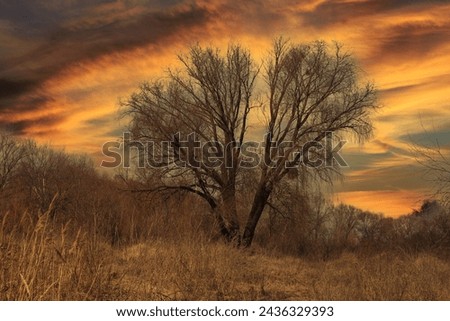 Beautiful tree in autumn against sky at sunset