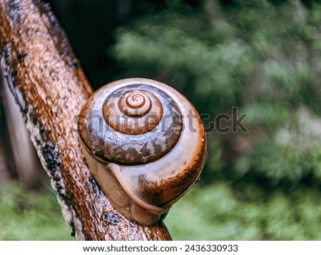 Gastropod mollusk snail walking on a twig Royalty-Free Stock Photo #2436330933