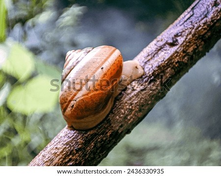 Gastropod mollusk snail walking on a twig Royalty-Free Stock Photo #2436330935