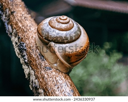 Gastropod mollusk snail walking on a twig Royalty-Free Stock Photo #2436330937
