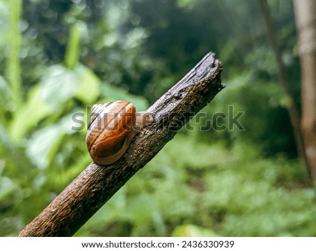 Gastropod mollusk snail walking on a twig Royalty-Free Stock Photo #2436330939