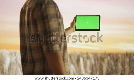 Farmer against large field of wheat at sunset. Man agronomist standing in the farm field, holding tablet with chroma key green screen, workspace mockup.