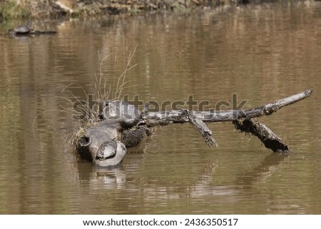 Turtle sunning on a log in the lake to help regulate body temperature. Royalty-Free Stock Photo #2436350517