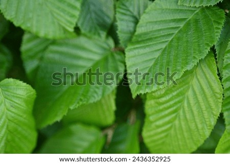 green ash tree branches as a background, green ash tree leaves close-up, green ash tree leaves close-up, natural background, sustainable development concept