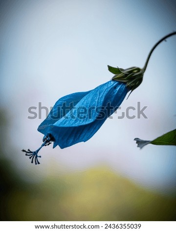 blue hibiscus flower with closed petals Beauty