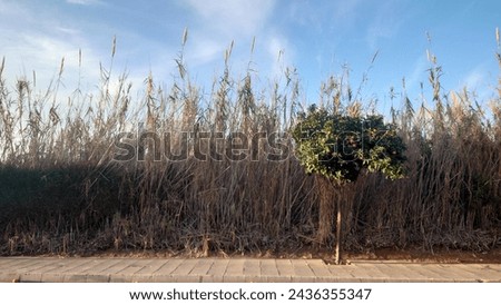 A tall dry grass wall in front of the road, on one side there is an old tree with green leaves, photo taken from inside car window, wide angle shot, daylight, blue sky.