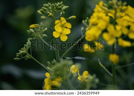 Early Blooming of Rapeseed Crop with Close-Up on Flowers and Buds