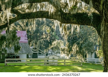 Farm in southern Georgia, Live oak trees with hanging spanish moss Royalty-Free Stock Photo #2436370267