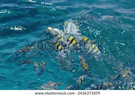 A school of fish with yellow and blue stripes swimming in clear turquoise waters sea. Sunlight penetrates the waters surface, creating a beautiful play of light and shadow. The fishes are mid-motion Royalty-Free Stock Photo #2436371859